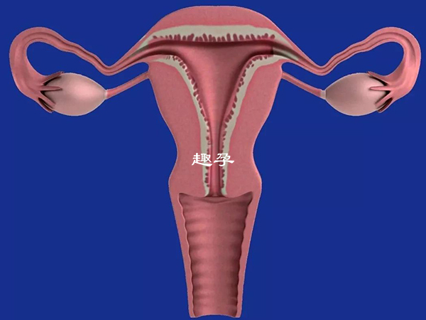 始基子宮患者需治癒後再做試管