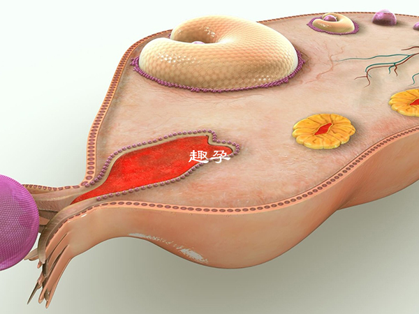 凍卵的前提是卵巢早衰