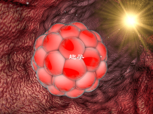 3aa囊胚是一枚優質囊胚