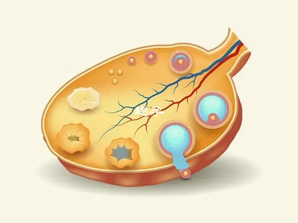 长方案一般取卵3-15个都是正常的