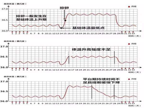 测量基础体温能帮助备孕