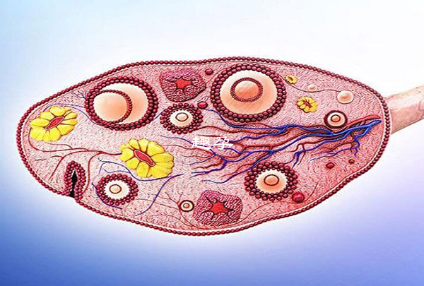 卵泡形成与破裂无不适感