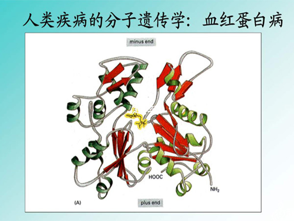 血紅蛋白M病是種常染色體顯性遺傳病