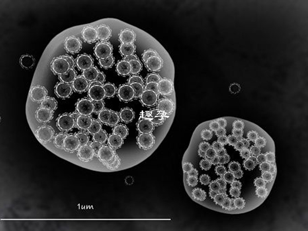 病毒会严重破坏细胞结构