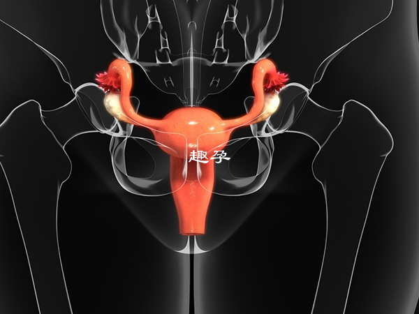 输卵管上举的女性受孕困难