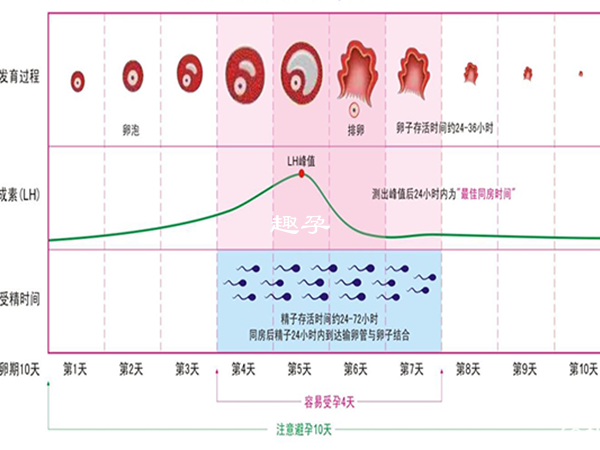 強陽性持續時間圖示