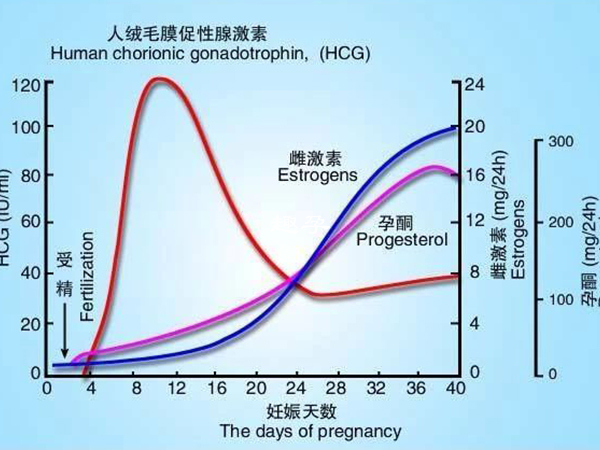 hcg可以反映胚胎的質量好壞