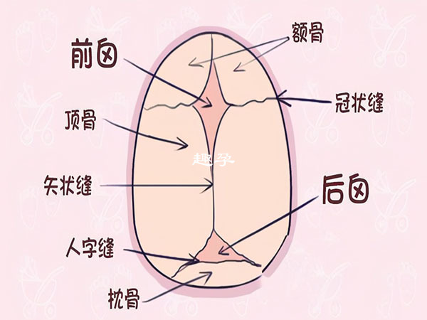 嬰兒囟門位置示意圖