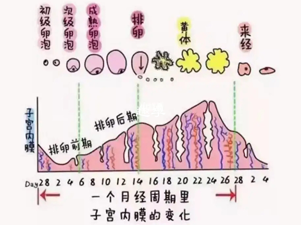 一个月经周期里子宫内膜的变化