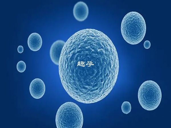 第四代试管婴儿卵子干细胞技术（Egg PCSM）