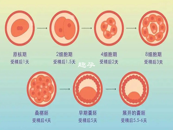 試管移植最好使用優質胚胎