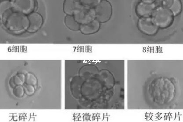 鮮胚等級劃分