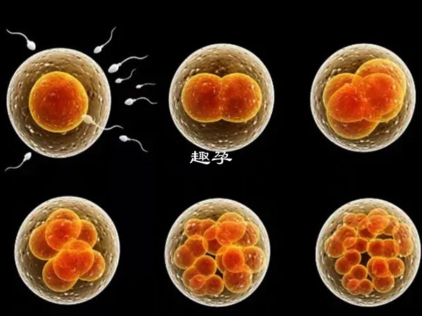 囊胚等级越高怀孕率就越高