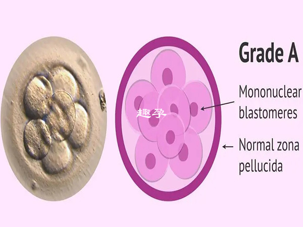 胚胎等級越高成功率就越高