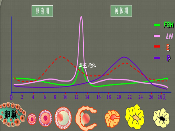 不同阶段的促黄体生成素正常值不同