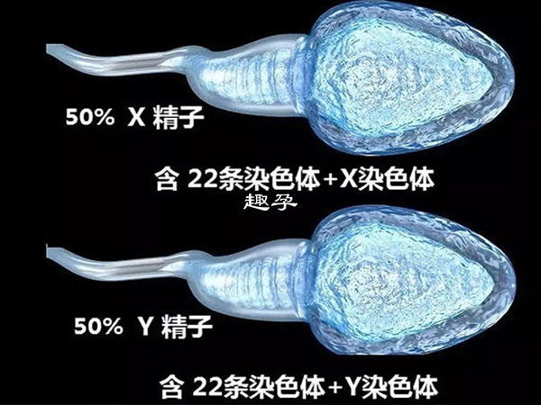 xy精子分离技术不能将两种精子完全分开