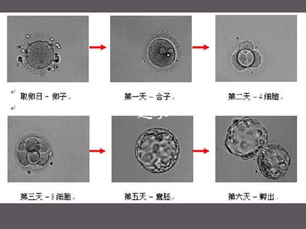 胚胎分裂的步驟較為繁瑣