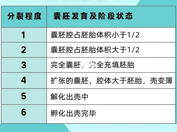 囊胚会应用新的评级标准