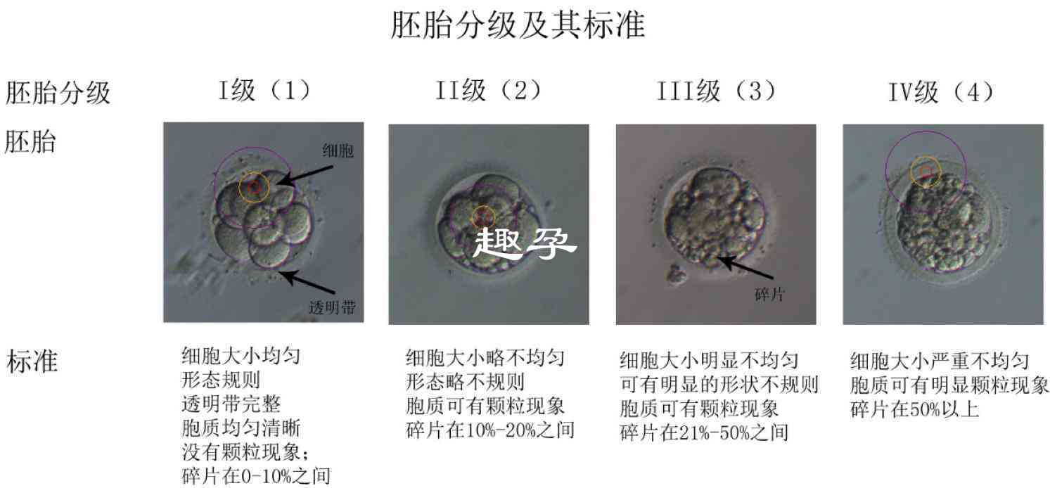 胚胎等級評分細則