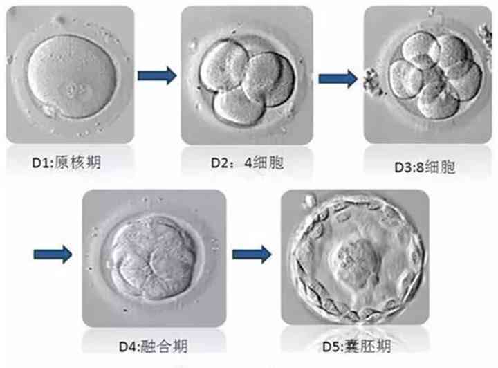 胚胎是怎麼分級的