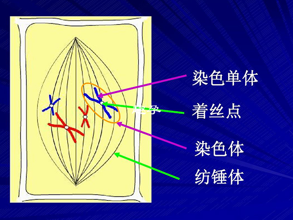 冻卵可能对纺锤体造成损伤