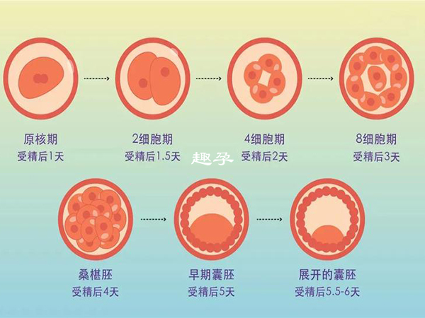 胚胎髮育的過程