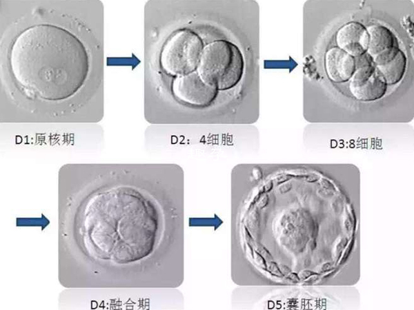 囊胚的数字含义