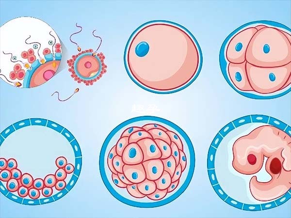 囊胚等级越高胚胎移植后其怀孕率越高