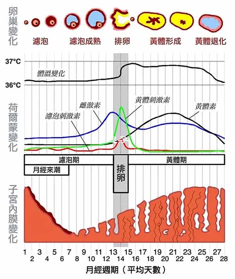 雌激素隨週期變化規律