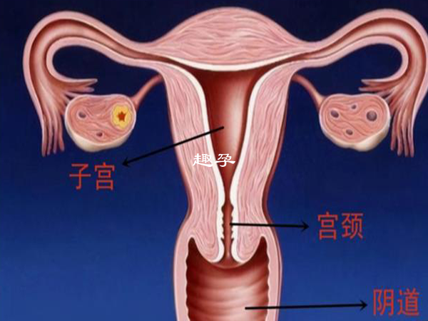 子宫内膜厚可通过试管助孕