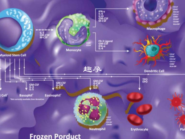 急性髓系白血病CBF-AML