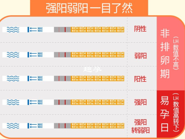 排卵試紙可以檢測黃體生成激素LH