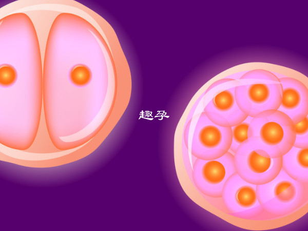 人类的卵子透明带一共有4种糖蛋白