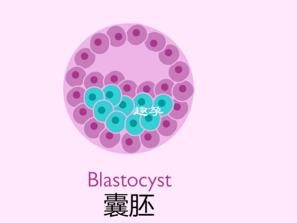 六天囊胚能夠養囊成功