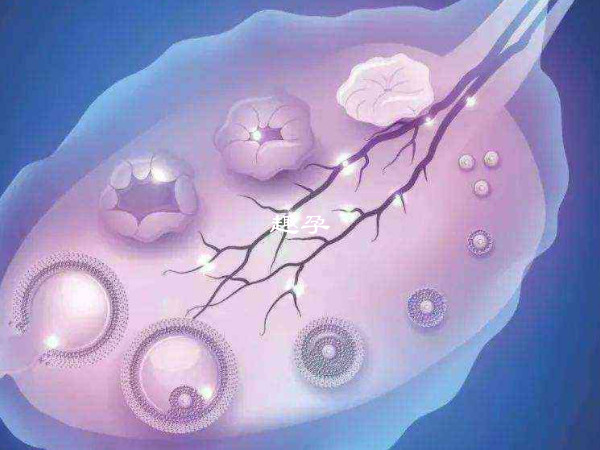 卵泡萎缩的原因有很多