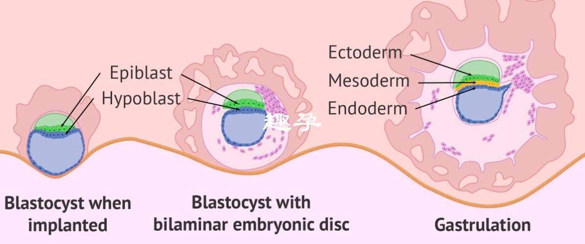 原肠胚胚层三个胚层