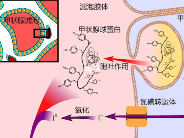 抗甲狀腺過氧化物酶抗體高