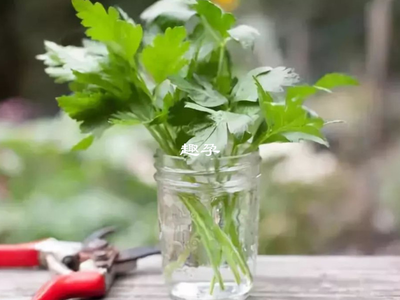 頸椎病三種菜不能吃香菜