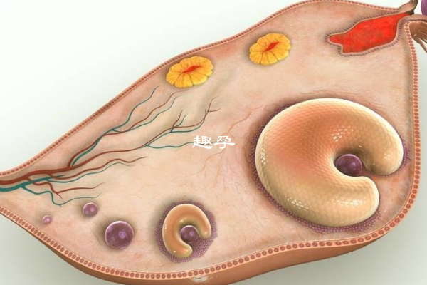 卵泡萎缩怀孕的原因一览