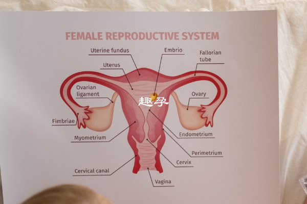 残角子宫做试管的成功率有多少解析