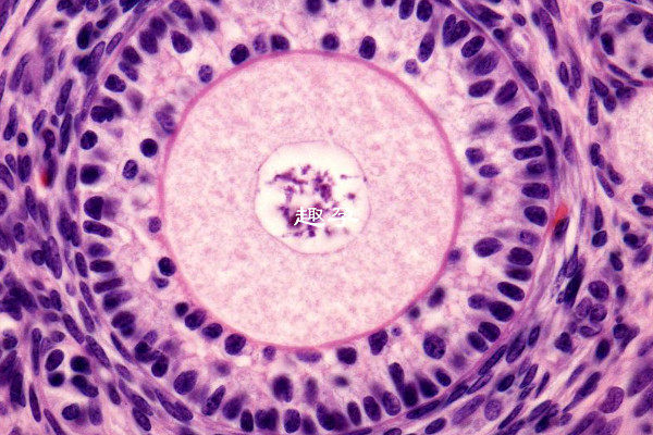 空卵泡的监测方法有哪些解析