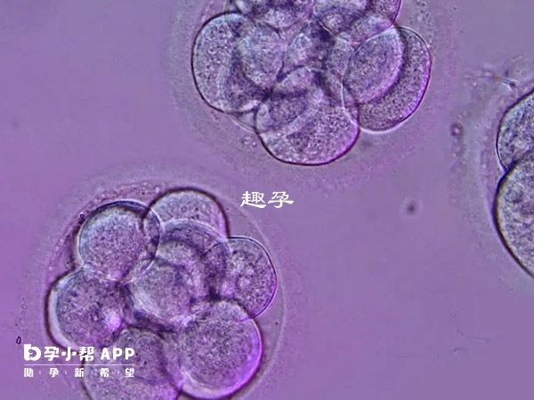 移植D3胚胎宮外孕機率不到5%