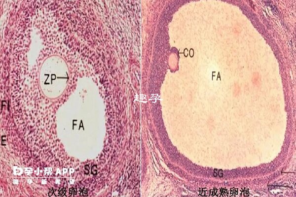 黄体期方案卵泡质量高不高