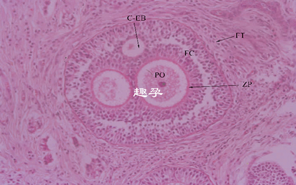 43歲正常女性每個月有2-3個基礎卵泡