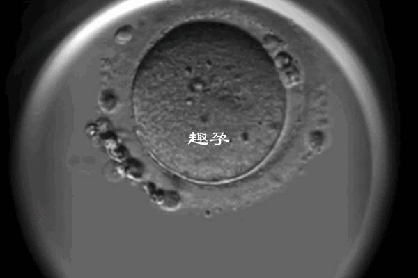 9个基础卵泡试管能取9个左右